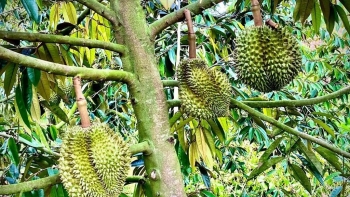 Định vị cây tiền tỷ nhờ nâng tầm giá trị thương hiệu sầu riêng Bình Phước