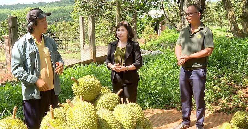 Trung bình 1 ha sầu riêng như năm nay sẽ cho thu từ 1-1,2 tỷ đồng