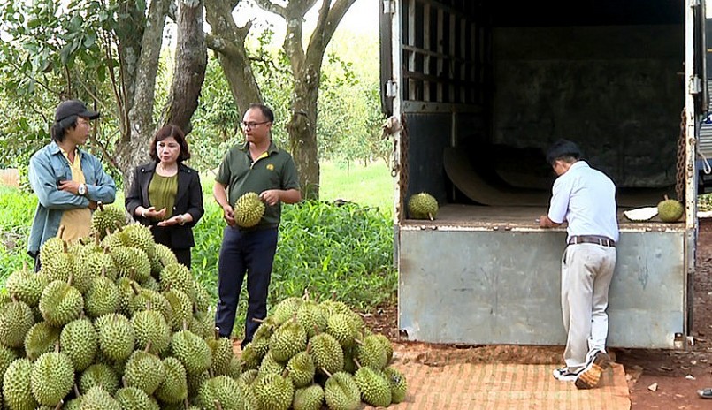 sầu riêng phải trồng theo tiêu chuẩn VietGAP, GlobalGAP 