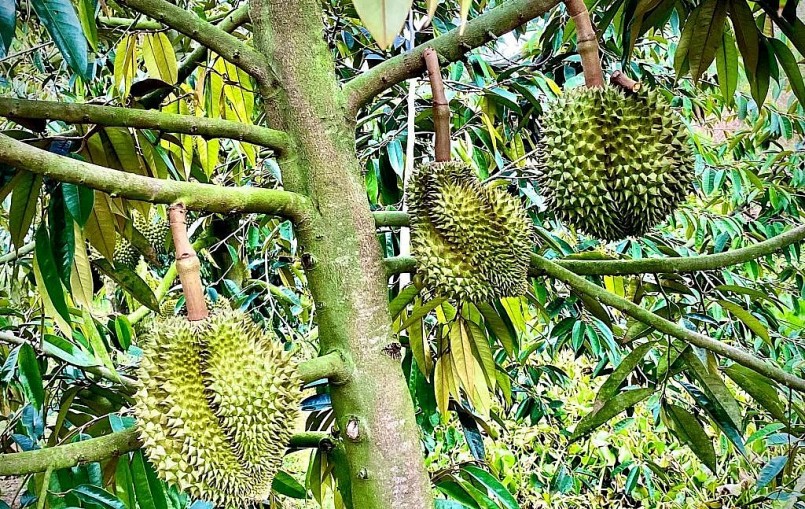 trồng sầu riêng theo hướng VietGAP, GlobalGAP, được cấp mã số vùng trồng xuất khẩu 