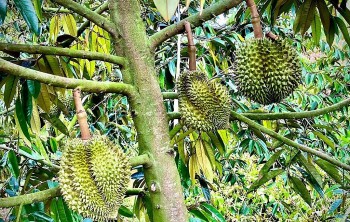 Định vị cây tiền tỷ nhờ nâng tầm giá trị thương hiệu sầu riêng Bình Phước