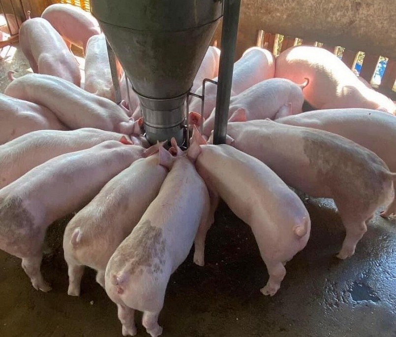 Giá heo hơi hôm nay (12/8), biến động không đồng nhất giữa các địa phương, giá heo vẫn duy trì ở mức có lãi cho người chăn nuôi.