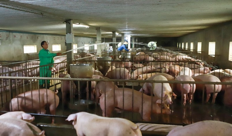 Giá heo hơi hôm nay (12/8), tuần qua chứng kiến diễn biến phức tạp của thị trường heo hơi. 