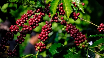 Giá nông sản hôm nay 12/8: Giá cà phê loạn nhịp, hồ tiêu giữ vững đỉnh 74.000 đồng/kg