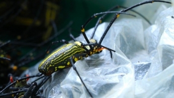 Nhện rừng được ví như "quái vật" mùa này đang được người dân Nghệ An săn lùng bán 300 nghìn đồng/kg