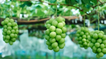 Mang giống quả siêu ngon ở nước ngoài về trồng, cắt bán 400.000 đồng/kg, ông nông dân đổi đời