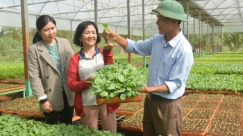 Bộ đội về hưu kiếm tiền tỷ từ ươm rau giống