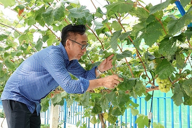 Ông Duy kiểm tra những chùm nho đang độ thu hoạch