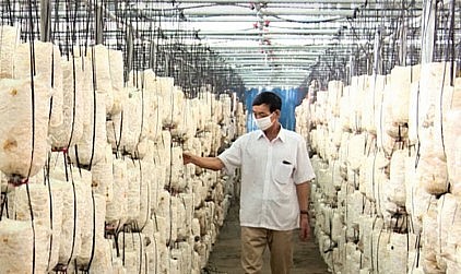 Mô hình trồng nấm của ông Nguyễn Đức Đỉnh, xã Tân Lập (Vũ Thư) áp dụng công nghệ tưới thông minh do Trung tâm Khuyến nông Thái Bình hỗ trợ. Mô hình trồng nấm của ông Nguyễn Đức Đỉnh, xã Tân Lập (Vũ Thư) áp dụng công nghệ tưới thông minh do Trung tâm Khuyến nông Thái Bình hỗ trợ.