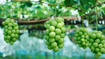 Mang giống quả siêu ngon ở nước ngoài về trồng, cắt bán 400.000 đồng/kg, ông nông dân đổi đời