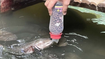 Tuyệt chiêu nuôi cá bú bình hàng nghìn con háu ăn như thú cưng