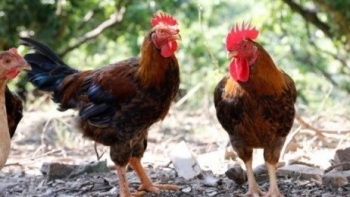 Bí quyết của tỷ phú nuôi gà Thái Nguyên: Càng nuôi nhiều càng thắng lớn