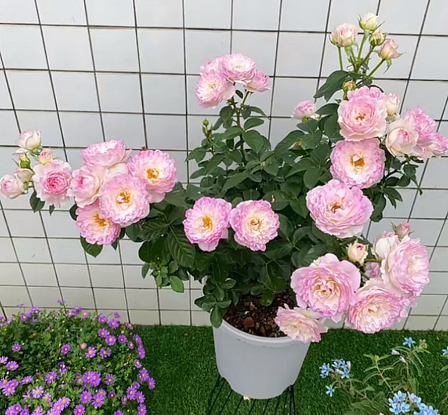 Giống hoa hồng mới được mệnh danh “con gái của biển”, ngay từ khi ra mắt đã trở thành "nổi tiếng trên mạng"