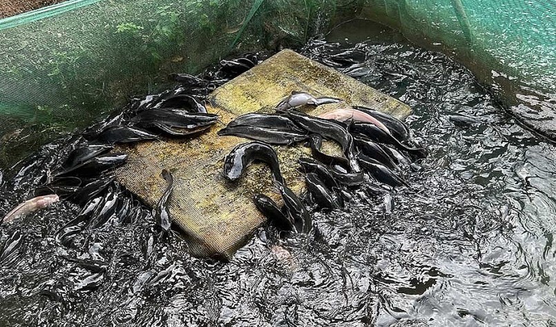 Đến bữa, đàn cá ngoi lên, trườn dài lên miếng xốp để ăn.