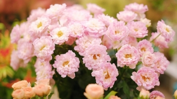 Giống hoa hồng mới được mệnh danh “con gái của biển”, ngay từ khi ra mắt đã trở thành "nổi tiếng trên mạng"