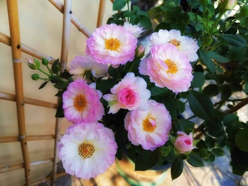 Giống hoa hồng mới được mệnh danh “con gái của biển”, ngay từ khi ra mắt đã trở thành "nổi tiếng trên mạng"