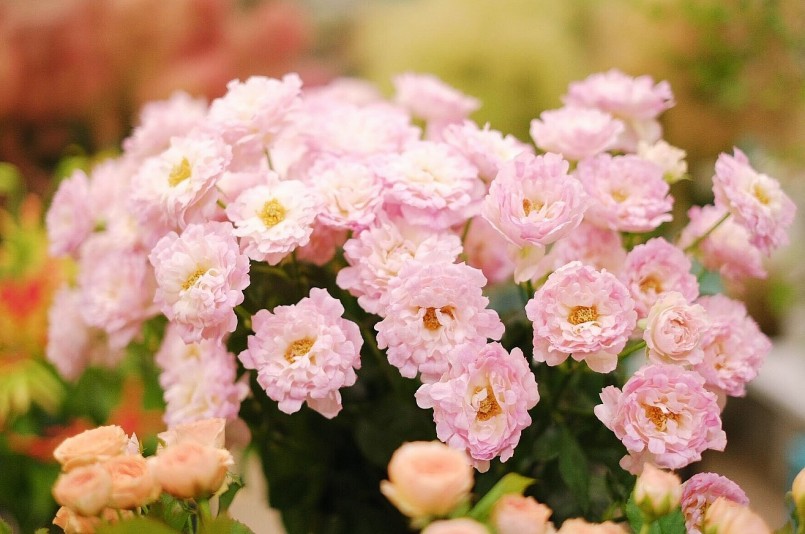 Giống hoa hồng mới được mệnh danh “con gái của biển”, ngay từ khi ra mắt đã trở thành "nổi tiếng trên mạng"