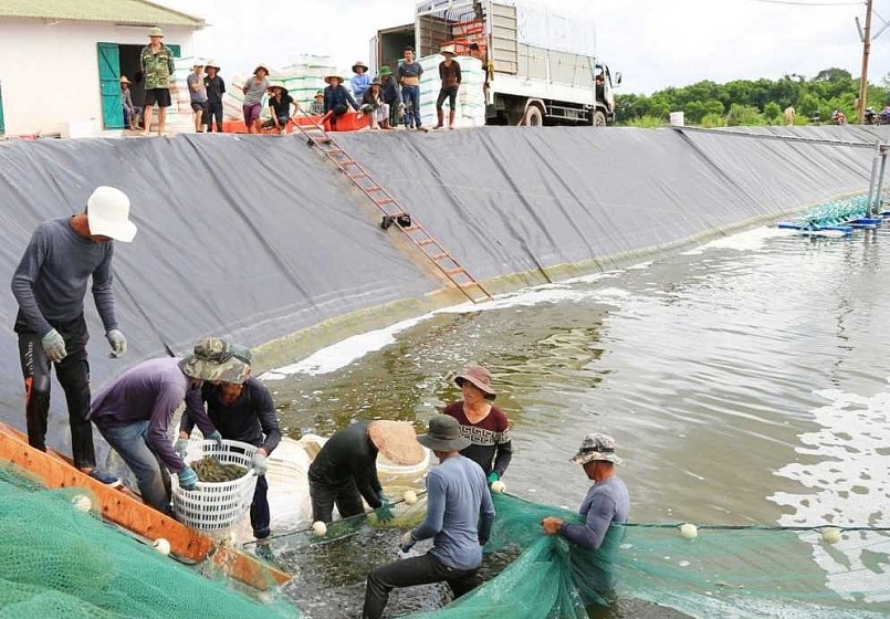 Nông dân xã Hải Lạng thu hoạch tôm.