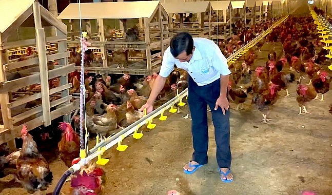 mô hình nuôi gà đẻ ứng dụng công nghệ cao là thay đổi từ trại hở sang trại kín, có hệ thống máy lạnh, hệ thống dẫn thức ăn, dẫn nước làm mát. mô hình nuôi gà đẻ ứng dụng công nghệ cao là thay đổi từ trại hở sang trại kín, có hệ thống máy lạnh, hệ thống dẫn thức ăn, dẫn nước làm mát.