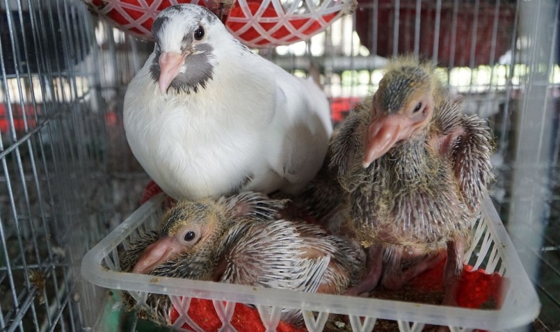 Mô hình nuôi chim đã giúp ông chủ 9x thu lợi nhuận nửa tỷ đồng mỗi năm.