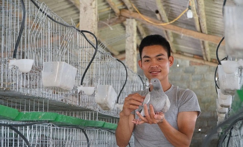 Khởi nghiệp với 35 triệu đồng, anh Chinh trở thành ông chủ trại chim bồ câu Pháp lớn nhất xã.