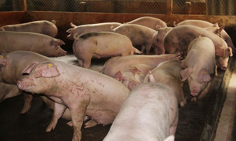 Giá heo hơi hôm nay (13/8) khép lại phiên cuối tuần với biến động giảm nhẹ ở một số địa phương khiến mặt bằng giá heo thay đổi. Giá heo hơi hôm nay (13/8) khép lại phiên cuối tuần với biến động giảm nhẹ ở một số địa phương khiến mặt bằng giá heo thay đổi.