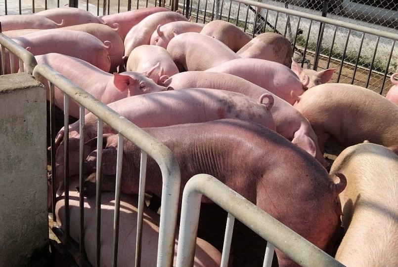 Cụ thể, trong phiên giao dịch cuối tuần, giá heo hơi ở miền Bắc giảm 1.000 đồng ở vùng đỉnh là Thái Bình và Hà Nam. Cụ thể, trong phiên giao dịch cuối tuần, giá heo hơi ở miền Bắc giảm 1.000 đồng ở vùng đỉnh là Thái Bình và Hà Nam.