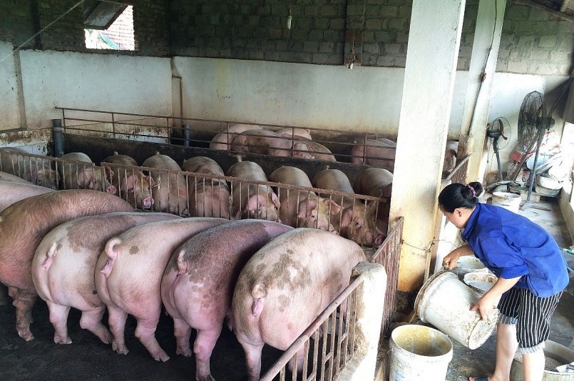 Giá heo hơi hôm nay (13/8), còn nhiều biến động các doanh nghiệp kỳ vọng tặng giá dịp cuối năm. Giá heo hơi hôm nay (13/8), còn nhiều biến động các doanh nghiệp kỳ vọng tặng giá dịp cuối năm.