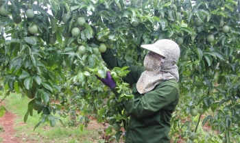 Giá chanh dây chỉ còn chưa tới 2.000 đồng/kg, do sản lượng nhiều hay do chất lượng quả ngày càng kém?