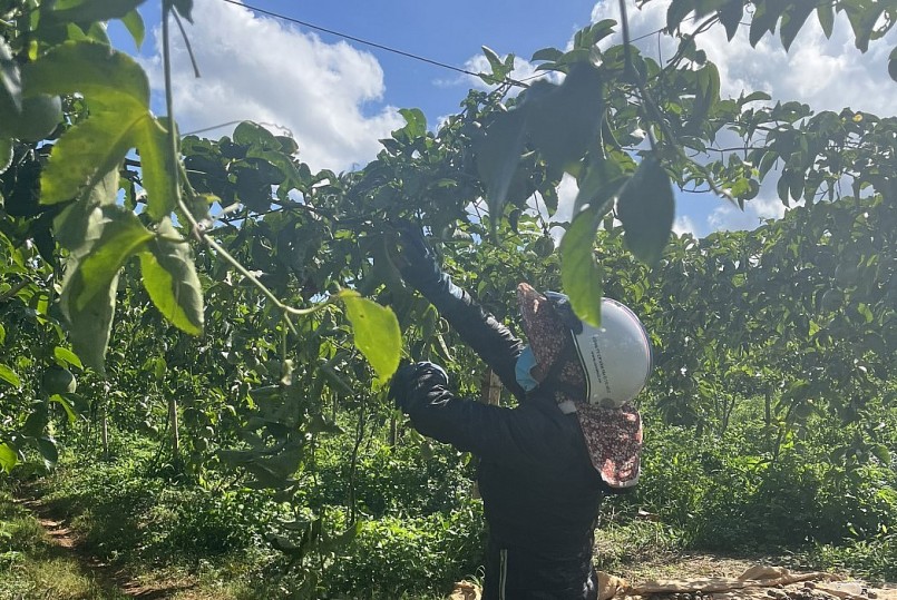 Chanh dây giảm giá và chất lượng quả cũng kém nên khó bán. Chanh dây giảm giá và chất lượng quả cũng kém nên khó bán.