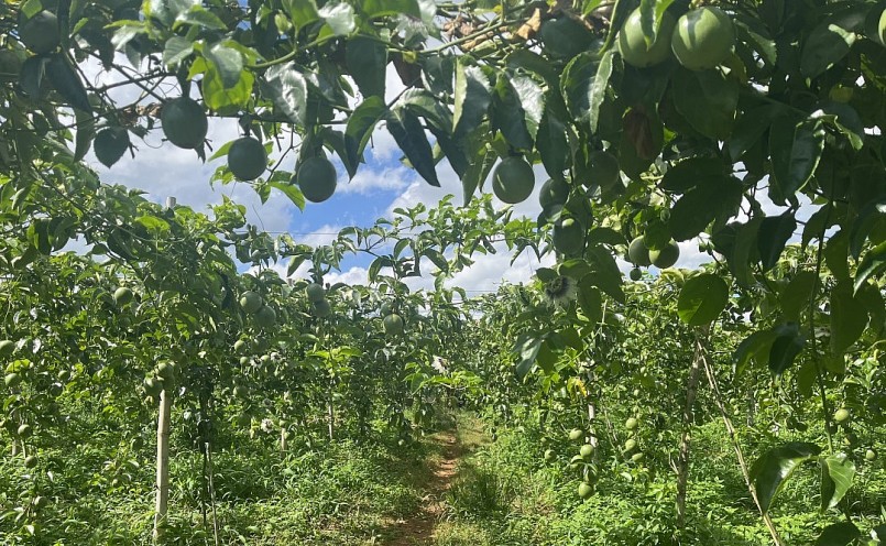 Đa phần diện tích chanh dây tại đây cũng như vùng Tây Nguyên vẫn ở quy mô nông hộ, nhỏ lẻ, manh mún Đa phần diện tích chanh dây tại đây cũng như vùng Tây Nguyên vẫn ở quy mô nông hộ, nhỏ lẻ, manh mún