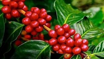 Giá nông sản hôm nay 13/8: Cà phê tăng khá vững, hồ tiêu giảm 500 đồng/kg so với đầu tuần