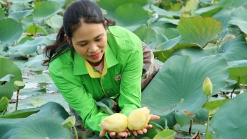 Sen tịnh đế đột biến Bỉ Ngạn Vàng siêu hiếm lần đầu tiên xuất hiện ở xứ sen vàng quê Bác