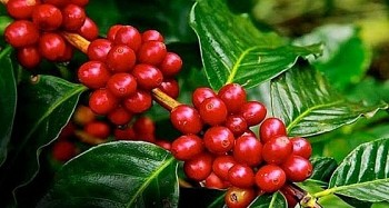 Giá nông sản hôm nay 13/8: Cà phê tăng khá vững, hồ tiêu giảm 500 đồng/kg so với đầu tuần