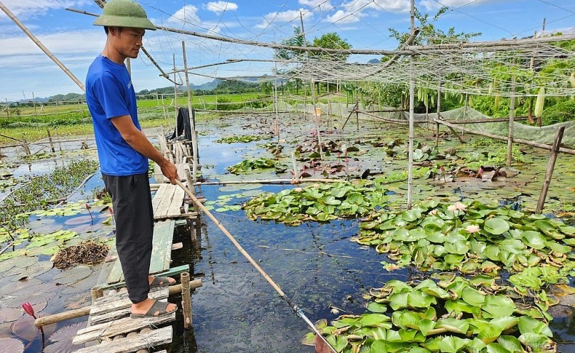Trại ốc của Đỗ Ba Duy (ở phường Yên Bình, thành phố Tam Điệp, Ninh Bình) được đánh giá là một trong những cơ sở nuôi ốc lớn nhât tỉnh Ninh Bình.