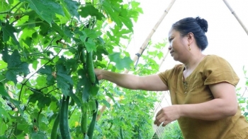 Lão nông "cãi" trời, phá lời nguyền "được mùa mất giá" thu tiền tỷ từ bí xanh