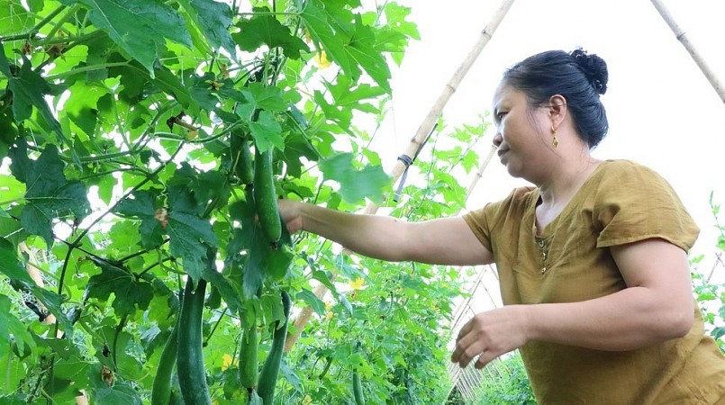 Tháng 7, thời tiết nắng nóng nhưng cây bí xanh vẫn sinh trưởng, phát triển tốt, đậu quả sai (Ảnh: Hoàng Lam). Tháng 7, thời tiết nắng nóng nhưng cây bí xanh vẫn sinh trưởng, phát triển tốt, đậu quả sai (Ảnh: Hoàng Lam).