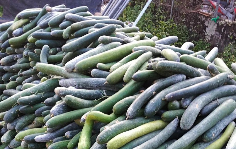 Bí xanh trái vụ năng suất không cao nhưng giá bán có thể cao gấp 3 lần chính vụ, người trồng vẫn có lãi. Bí xanh trái vụ năng suất không cao nhưng giá bán có thể cao gấp 3 lần chính vụ, người trồng vẫn có lãi.