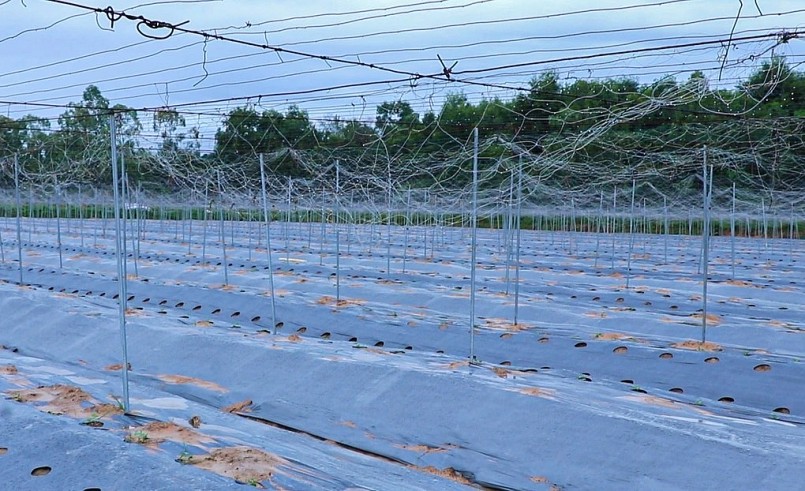 Vợ chồng anh Tuấn đầu tư giàn sắt kiên cố và hệ thống tưới nhỏ giọt cho vụ bí mới. Vợ chồng anh Tuấn đầu tư giàn sắt kiên cố và hệ thống tưới nhỏ giọt cho vụ bí mới.