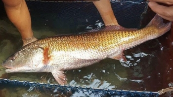 Loài cá được ví như "cục vàng biển", ngư dân bắt được là đổi đời