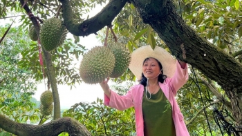 Nơi này ở miền Trung trồng sầu riêng thuận lợi, xã vùng cao dự kiến thu gần nghìn tỷ