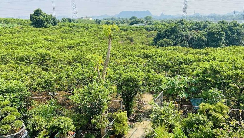 Dự kiến từ nay đến năm 2025, TX Đông Triều tiến hành thay thế khoảng 120ha na trồng ở độ tuổi từ 16 trở lên đang trong tình trạng suy thoái bằng các giống đã được phục tráng.