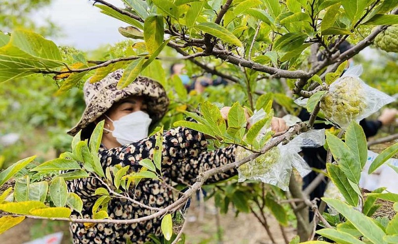 Người dân xã Bình Khê (Thị xã Đông Triều) thu hoạch na trái vụ.