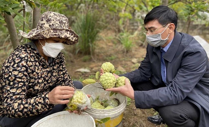 Năm nay sản lượng na tại thị xã Đông Triều đạt gần 12.000 tấn, diện tích trồng ở 14/21 xã, phường.