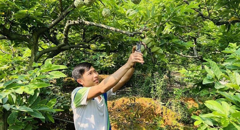 Thị xã Đông Triều, tỉnh Quảng Ninh có khoảng 1.000ha na là vùng trồng na lớn ở khu vực miền Bắc.