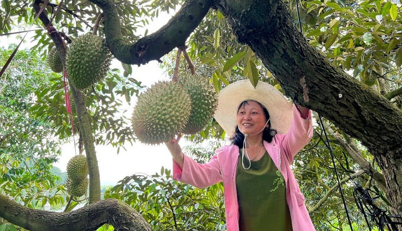 Người dân xã vùng cao Đa Mi phấn khởi vì giá sầu riêng tăng kỷ lục.