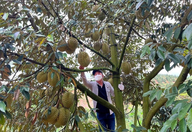 Thương lái kiểm tra sầu riêng tại vườn ở xã Đa Mi.
