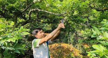 Đã tới mùa na, nhưng ở Đông Triều na bán quanh năm tuyệt chiêu để nhà vườn vụ nào cũng thắng