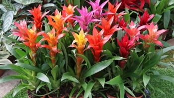 5 loại cây “đổi vận” trồng một chậu dù đang xui đến đâu cũng gặp may