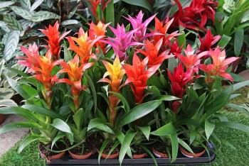 5 loại cây “đổi vận” trồng một chậu dù đang xui đến đâu cũng gặp may